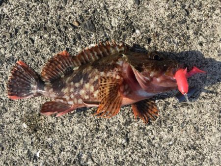 夏の風物詩マゴチ！